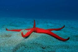 Lanzarote Scuba Diving Holiday - Costa Teguise. Starfish.